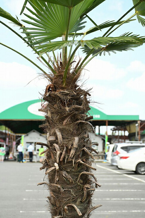 耐寒性 すらっとした ヤシ 庭木 トウジュロ 常緑樹 鉢植え 植木 唐シュロ 観葉植物 木 棕櫚 庭 高木 メダカの産卵用 苗木 Syuro R03 南国風 シンボルツリー