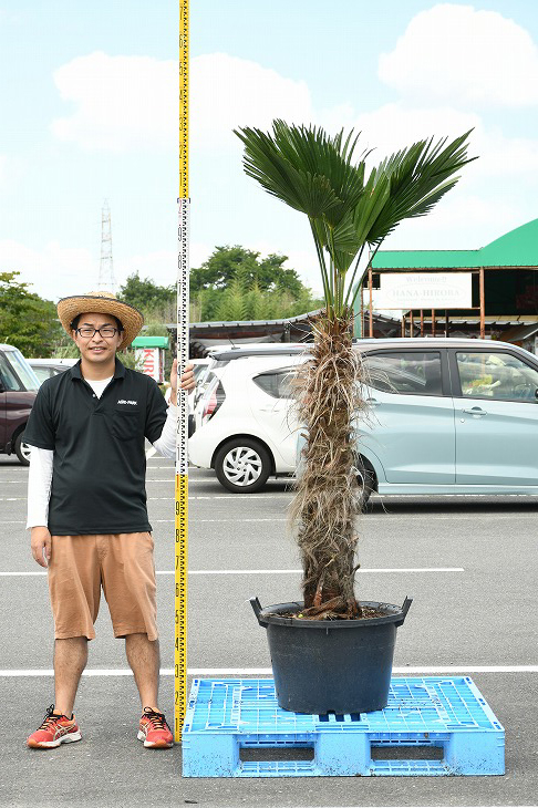 現品送りだす 耐寒為来たり すらっとした ヤシ 苗樹木 ヤシの木 トゥーシュロ 鉢植え 唐シュロ トウジュロ 南国性 庭先 木 苗木 観葉植物 植木 庭木 符牒樹 常緑樹 ツリー メダカの産卵目的 棕櫚 Syuro R03 21 Upntabasco Edu Mx