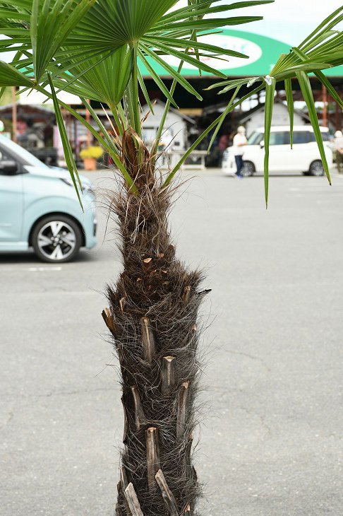 現品発送 耐寒性 すらっとした ヤシ 苗木 ヤシの木 トウシュロ 鉢植え 唐シュロ トウジュロ 南国風 庭 木 苗木 観葉植物 植木 庭木 シンボルツリー 常緑樹 高木 メダカの産卵用 棕櫚 Syuro R03 22 Sermus Es