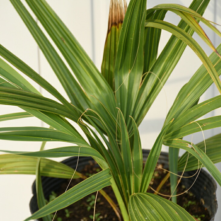 ヤシ 苗木 ヤシの木 サバルヤシ 約0 4m ポット苗 南国風 庭 木 苗木 観葉植物 植木 庭木 シンボルツリー 常緑樹 高木 Agam Tavniyot Co Il