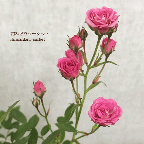 楽天市場 ミニバラ テディベア 3号ポット苗四季咲き テラコッタ色 花苗 鉢花 ポットローズ アンティークカラー 花みどりマーケット 楽天市場店