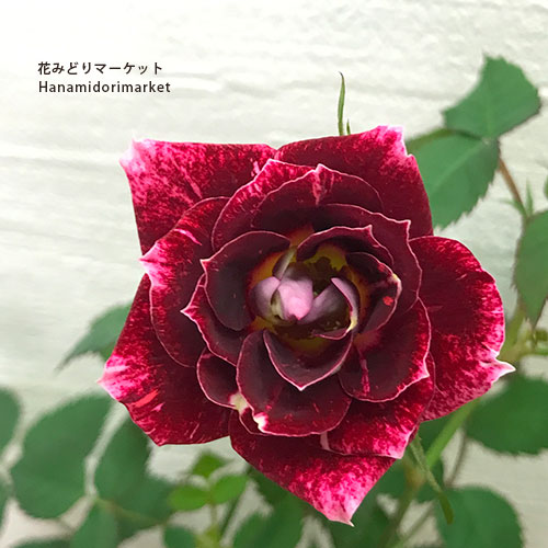 楽天市場】ミニバラ 芳香 リトルアーチスト 3.5号ポット苗花苗 鉢花