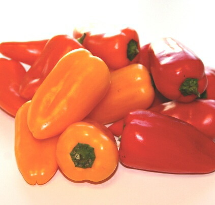 楽天市場 パプリカ ミニ カラフルミニパピー 全3色 レッド イエロー オレンジ カラーピーマン 3号ポット自根苗ベランダ菜園 プランター 健康野菜 花みどりマーケット 楽天市場店