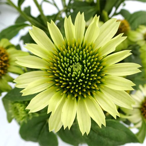 楽天市場】【単品 / 3個セット】ダリア 大輪 黒蝶（ こくちょう ）3