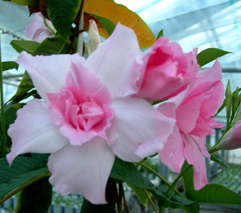 楽天市場 マンデビラ 半八重咲き ピンクマリー デプラデニア 3号ポット苗つる性 花みどりマーケット 楽天市場店