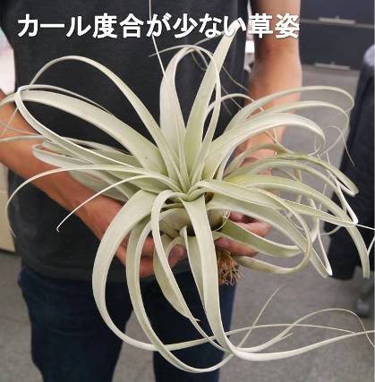 エアープランツ キセログラフィカ Xlサイズ 凡30cm 着生植物 チランジア チランドシア Hotjobsafrica Org