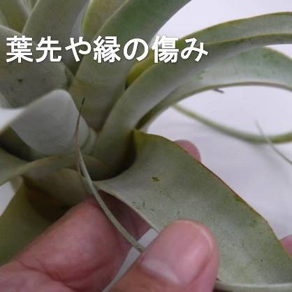 エアープランツ キセログラフィカ Xlサイズ 凡30cm 着生植物 チランジア チランドシア Hotjobsafrica Org