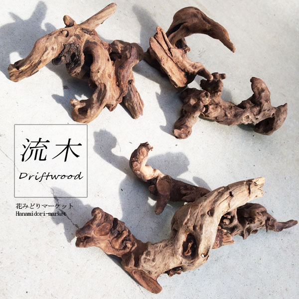 楽天市場】天然 マングローブ 流木 3個セット S（サイズ・約8