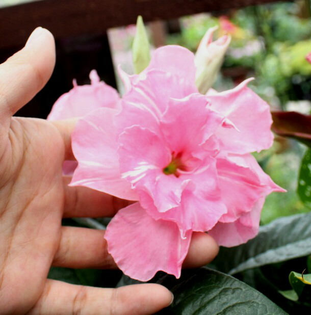 楽天市場 マンデビラ 半八重咲き ピンクマリー デプラデニア 3号ポット苗つる性 花みどりマーケット 楽天市場店