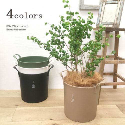 楽天市場】【単品 / 5個セット】プラスチック製植木鉢 楽天市場】【単品 / 5個セット】プラスチック製植木鉢