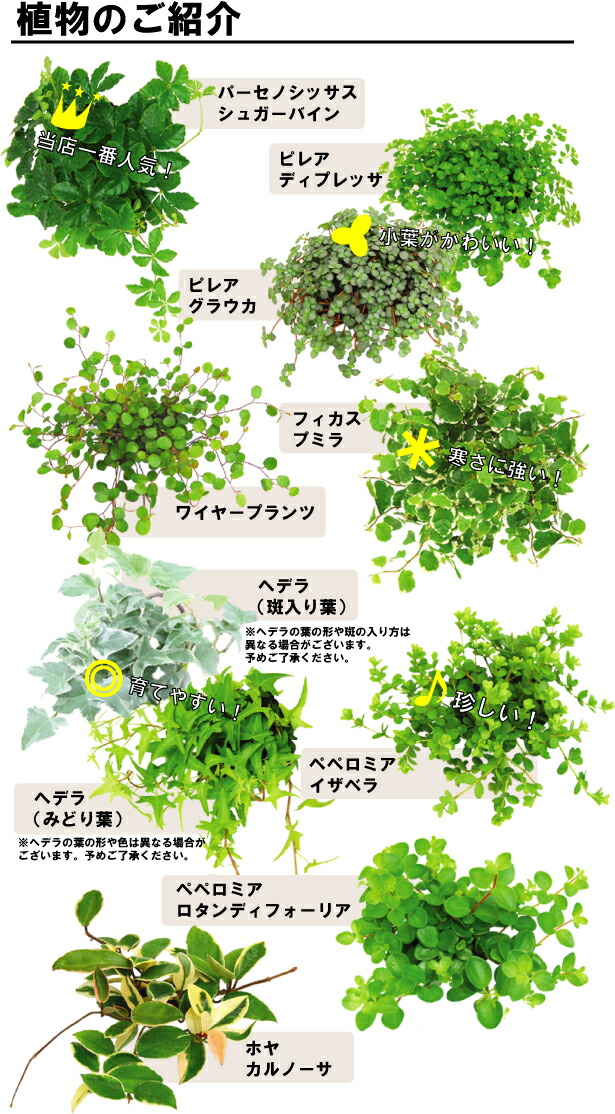 インテリアグリーン アクアテラポット ラウンド10 5タイプ 全10種 ギフト 底面給水 観葉植物 陶器 シュガーバイン アイビー ペペロミア