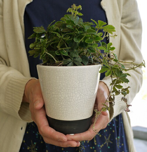 アクアテラポット メイズ 10 5種類 観葉植物全 タイプ シュガーバイン ペペロミア属 アイビー ワイヤープランツ プミラ ピレア Doorswindowsstairs Co Uk