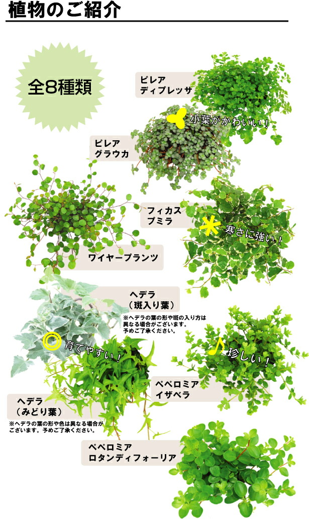 アクアテラポット ブリキ7 シルバーグレー 観葉植物全 精液 シュガーバイン アイビー ペペロミア属 Doorswindowsstairs Co Uk