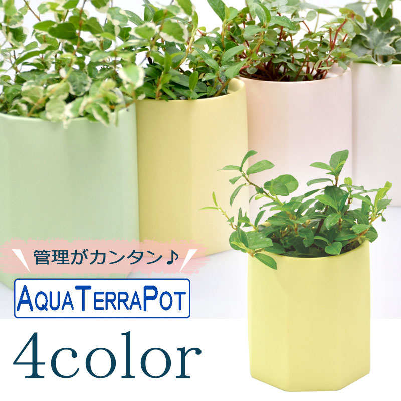 アクアテラポット ペールオクタゴン7全4色 観葉植物全 種 シュガーバイン アイビー ヘデラ ペペロミア ワイヤープランツ Mgpadel Com