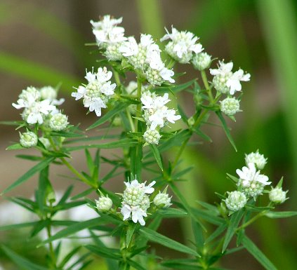 楽天市場 花苗 細葉マウンテンミント ３号ポット 花色 白 耐寒性 多年草 花みどりマーケット 楽天市場店