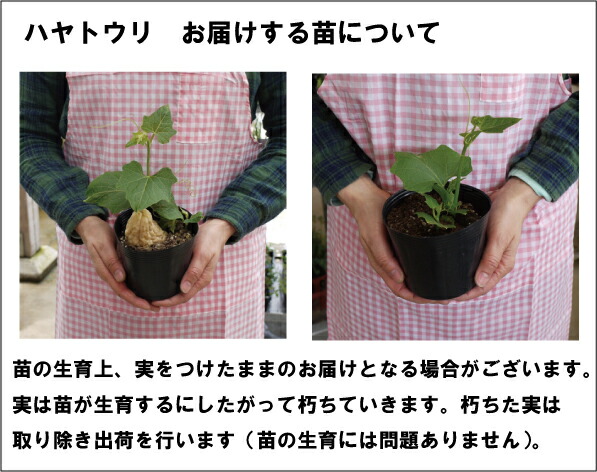 楽天市場 野菜苗 ハヤトウリ 緑実 3 5号ポット苗 緑のカーテン 家庭菜園 ガーデニング 花みどりマーケット 楽天市場店