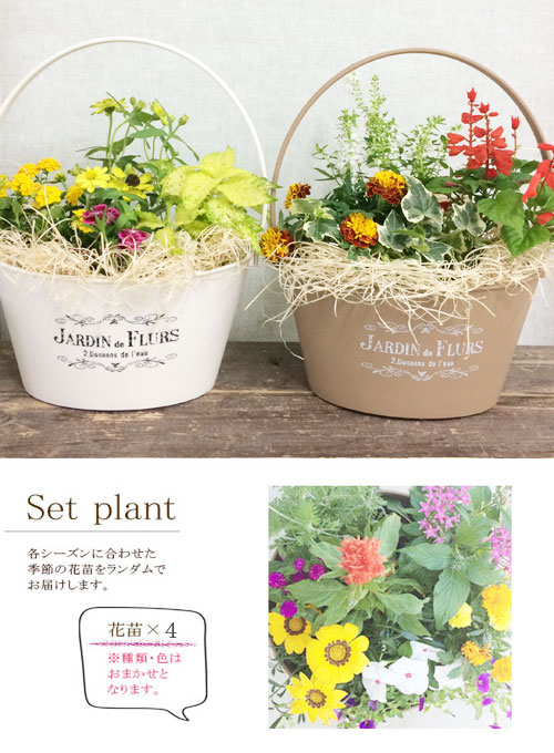 楽天市場 セット 寄せ植え季節の花の寄せ植え バスケットプランター 28型 花苗4ポット プラスチック鉢 投げ込み 底面給水 アクアセル ひのき木綿 プレゼント ギフト 花みどりマーケット 楽天市場店