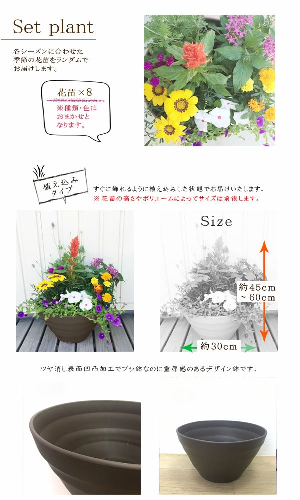 【植え込み済み】季節の花の寄せ植え１０号ボール鉢花苗8ポット+プラスチック鉢 クラフトボール 【同梱不可】おしゃれ ギフト  プレゼント｜花みどりマーケット　楽天市場店