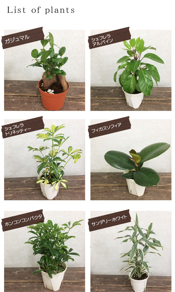 Saleセール 観葉植物 フィドノフィツム ｓｐ サウス スラウェシ 実生 １鉢 アリ植物 コーデックス 沖縄別途送料 完売 R4urealtygroup Com