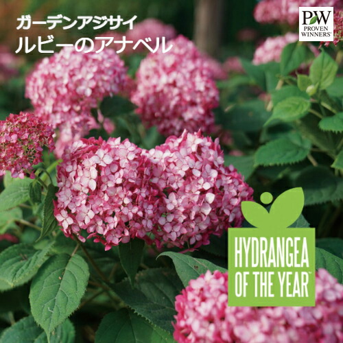 楽天市場 ガーデンアジサイ アナベル ルビーのアナベル 5号ポット苗pw プルーヴンウィナーズ イングリッシュガーデン シュラブ 庭木ハイドランジア あじさい 花みどりマーケット 楽天市場店