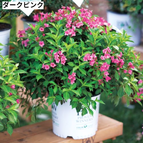 楽天市場】カンナ サザンパシフィック ローズ 3号ポット苗ピンク