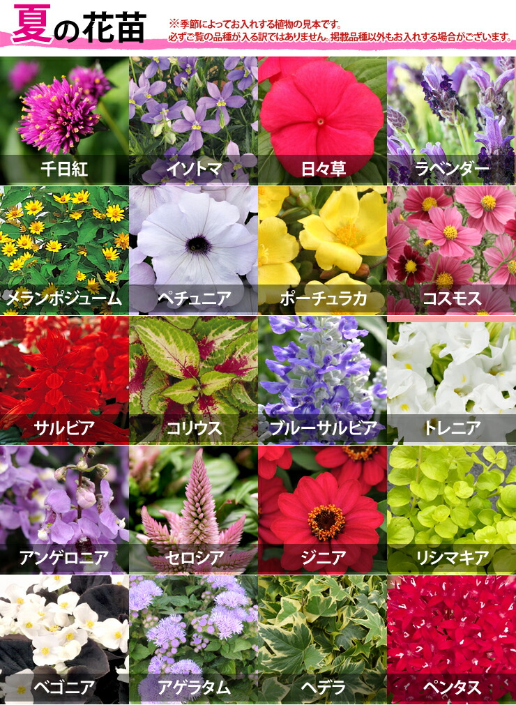 送料無料 季節の花苗 ポットセット 花色ミックス ガーデニング 花壇 寄せ植え 春 夏 秋 冬