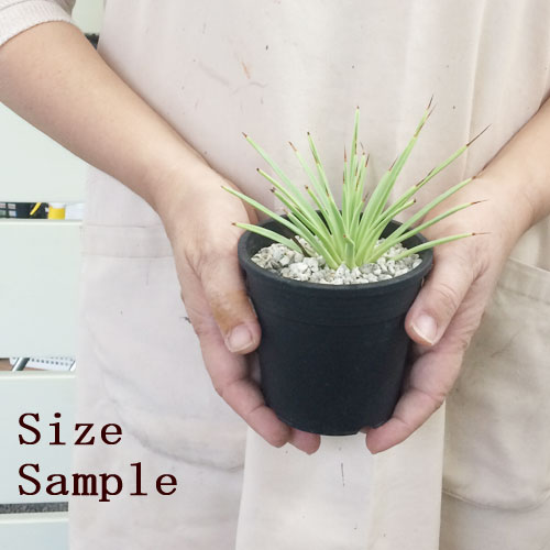 楽天市場 アガベ ストリクタ ナナ 吹上ナナ 3 5号ポット ドライガーデン 多肉植物 花みどりマーケット 楽天市場店