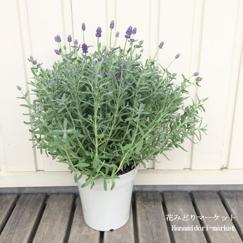 楽天市場 ラベンダー イングリッシュ系 センティヴィアブルー 5号プラ鉢 花みどりマーケット 楽天市場店