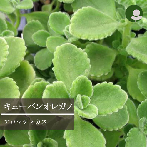 楽天市場 キューバンオレガノ プレクトランサス アロマティカス 3号ポット苗 ハーブ苗 花苗 多肉植物 多年草 鉢花 耐暑性 香り 花みどりマーケット 楽天市場店