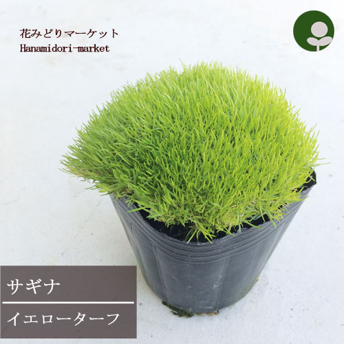 楽天市場 サギナ イエローターフ 3号ポット苗耐寒性 鉢花 カラーリーフ 観葉植物 花みどりマーケット 楽天市場店