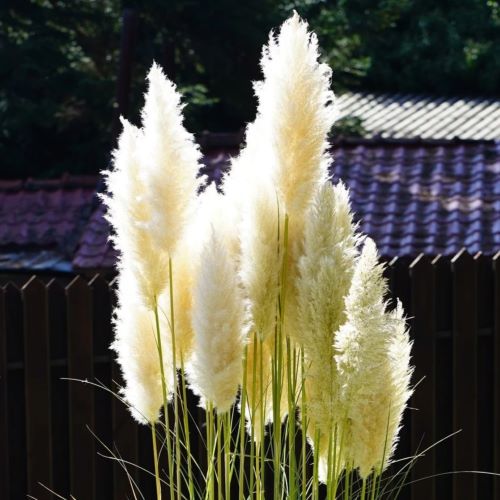 パンパスグラス・苗【エビータ】大株　７月31日更新 楽天市場】グラス パンパスグラス 'エビータ' : おぎはら植物園