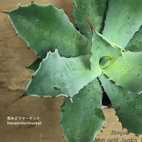 アガベ　テマカプリネンシス　大株　ドライガーデン アガベ テマカプリネンシス 大株 ドライガーデン 植トレ