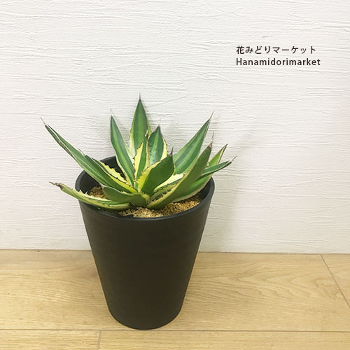 楽天市場】アガベ 笹の雪（ビクトリア レジーナ）3.5号ポット多肉植物