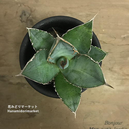 楽天市場】アガベ ケルチョベイ錦6号ポット(agave kerchovei