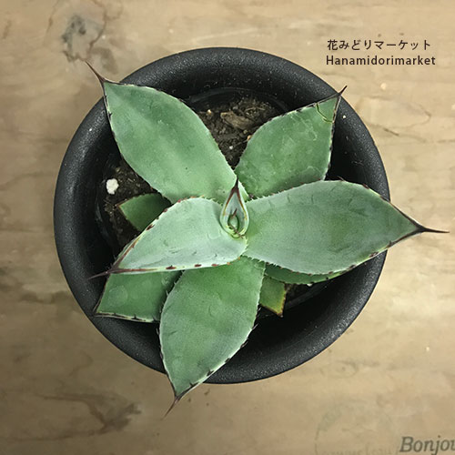 アガベ　ベネズエラ　グリーン　6株セット アガベ ベネズエラ グリーン 6株セット アガベ・ベネズエラ – 鉢人Green