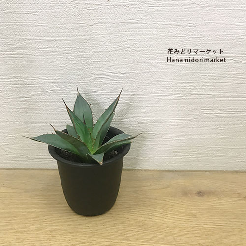 楽天市場】アガベ マクロアカンサ 3.5号ポット実生苗多肉植物 観葉植物
