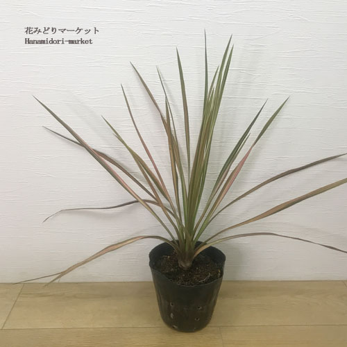 【新発売】 楽天市場】ユッカ グロリオサ クリームバリエガータ4号ポット苗 その他観葉植物