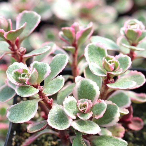 可愛いお顔いっぱい＊*浜万年草錦＊抜き苗＊ポット