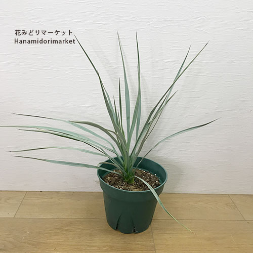 楽天市場】ユッカ 『 ロストラータ 』 Yucca rostrata 10号 10寸