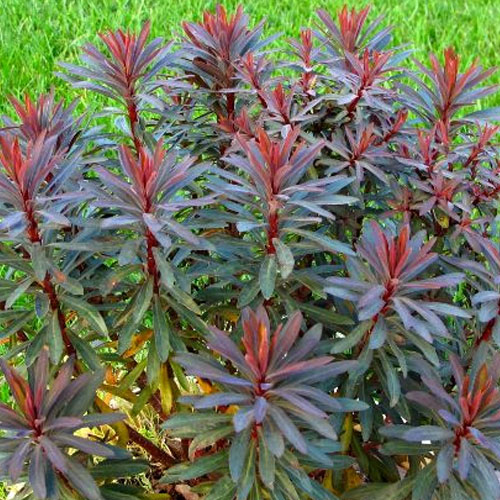 楽天市場】アガベ モンタナ 3.5号ポット多肉植物 ドライガーデン