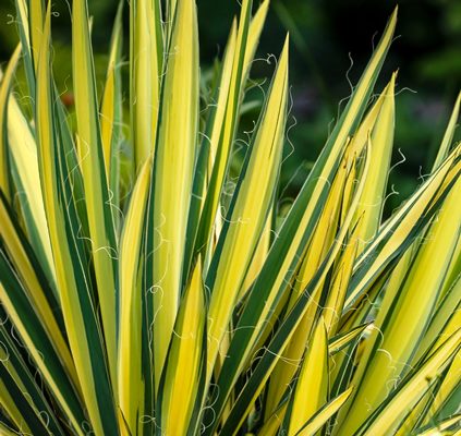 楽天市場】ユッカ フィラメントーサ ゴールデンスウォード 5号 : 千草園芸