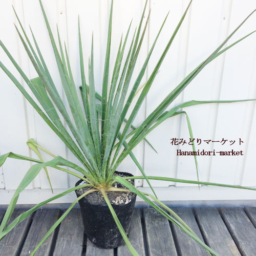 楽天市場 観葉植物 イトラン ユッカ フィラメントーサ 5号ポット苗 花みどりマーケット 楽天市場店
