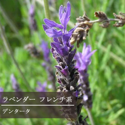 ラベンダー フレンチ系 デンタータ 3号ポット苗フレンチラベンダー花苗 ハーブ苗 ハーブ 多年草 鉢花 寄せ植え 耐暑性 四季咲き 香り 宿根草 イングリッシュガーデン ブルー パープル 青 紫 直営ストア