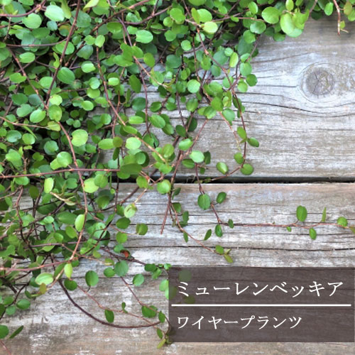 楽天市場 ミューレンベッキア ワイヤープランツ 3号ポット苗 花みどりマーケット 楽天市場店 楽天市場 ミューレンベッキア ワイヤープランツ 3号ポット苗 花みどりマーケット 楽天市場店