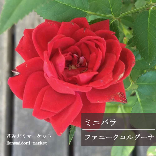 楽天市場 ミニバラ ファニータ コルダーナ 3 5号ポット苗四季咲き 花苗 鉢花 ポットローズ 花みどりマーケット 楽天市場店