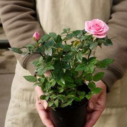 楽天市場 ミニバラ オプティマ チュチュ 3 5号ポット苗四季咲き 大輪 花苗 ポットローズ 鉢花 花みどりマーケット 楽天市場店