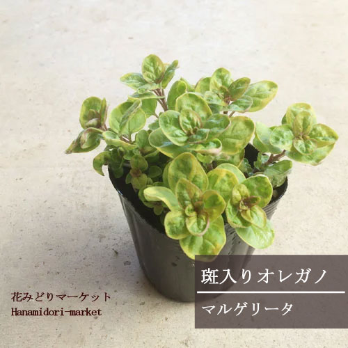 楽天市場 オレガノ 斑入り マルゲリータ 3 3 5号ポット苗グランドカバー カラーリーフ 香り 宿根草 花苗 多年草 ハーブ苗 花みどりマーケット 楽天市場店