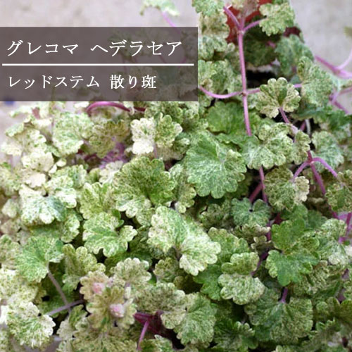 楽天市場 グレコマ レッドステム 散斑 3号ポット苗 カキドオシ 花苗 多年草 グランドカバー カラーリーフ 宿根草 花みどりマーケット 楽天市場店