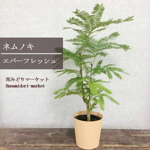 楽天市場 ネムノキ エバーフレッシュ 4号プラ鉢おしゃれ スタイリッシュ 観葉植物 インテリアグリーン 花みどりマーケット 楽天市場店
