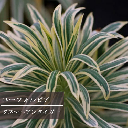 楽天市場】ユッカ リギダ 実生苗 3.5号ポット苗ドライガーデン